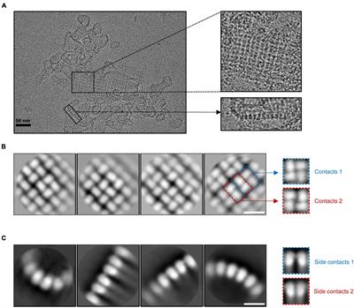 Structural studies of the nucleus-like assembly of jumbo bacteriophage 201φ2-1